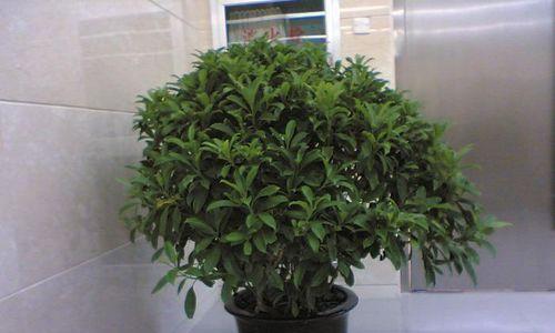 非洲茉莉代表什么花语？它的寓意有哪些常见问题解答？