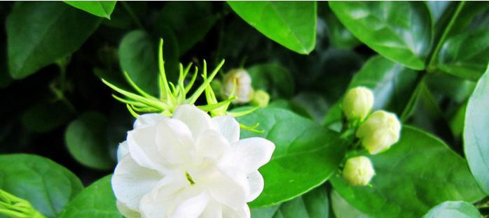 非洲茉莉代表什么花语？它的寓意有哪些常见问题解答？
