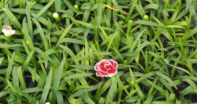 分枝点高度是什么意思？在植物学中有哪些应用？
