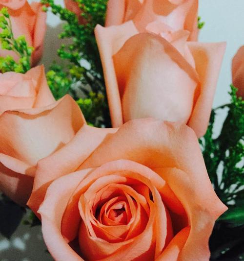 粉红色玫瑰代表什么含义？花语解读与送花指南？