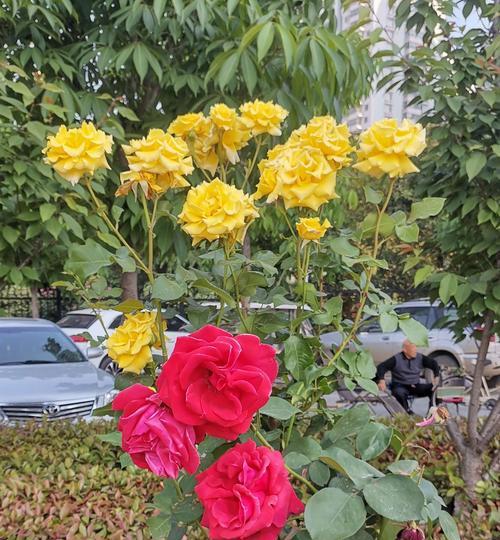 丰花月季是什么意思？如何区分丰花月季与其他月季品种？