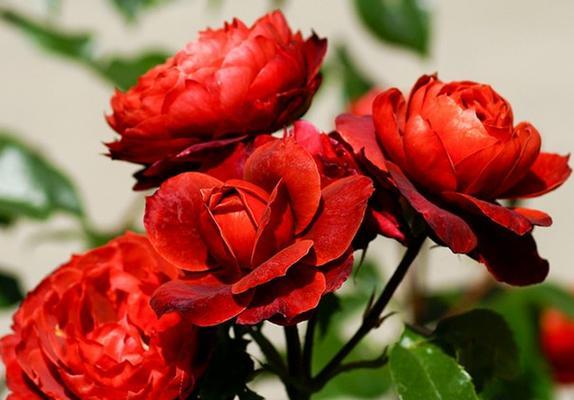 丰花月季是什么意思？如何区分丰花月季与其他月季品种？