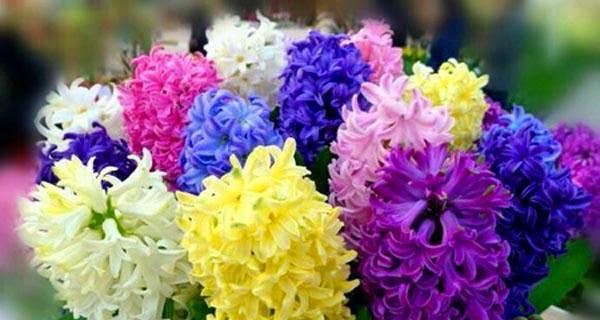 风信子的花语是什么？如何用风信子表达爱意？