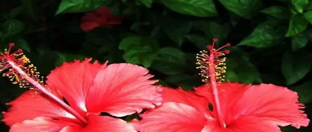扶桑花的花语是什么？如何正确理解扶桑花的寓意？