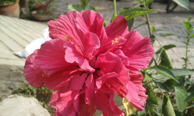 扶桑花的花语是什么？如何正确理解扶桑花的寓意？