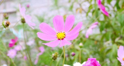 格桑花的花语是什么？如何正确解读格桑花的含义？