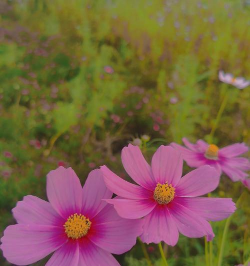格桑花的花语是什么？如何正确解读格桑花的含义？