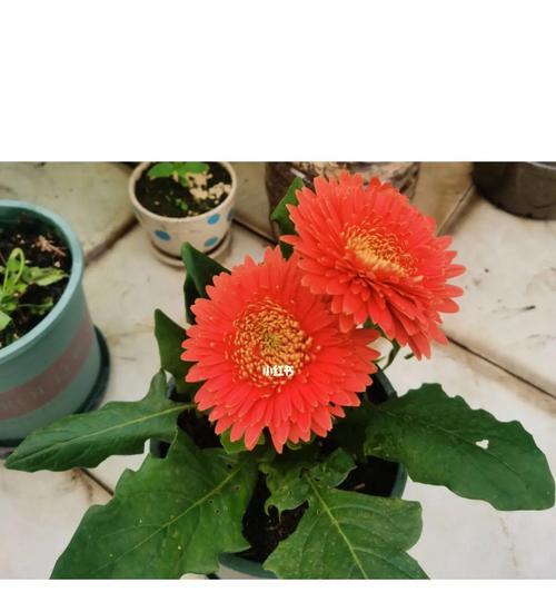 红色扶郎花语是什么？如何正确解读扶郎花的含义？