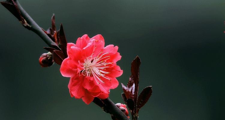 红叶碧桃花语是什么？如何解读红叶碧桃的花语含义？
