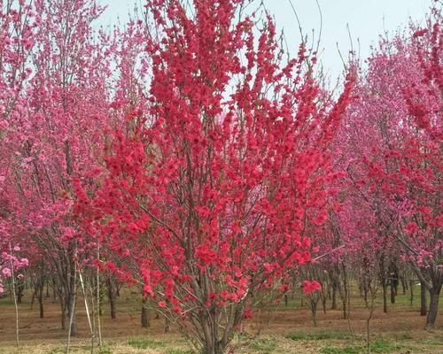 红叶碧桃花语是什么？如何解读红叶碧桃的花语含义？