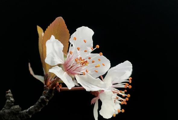 红叶李的花语是什么？如何理解红叶李的象征意义？
