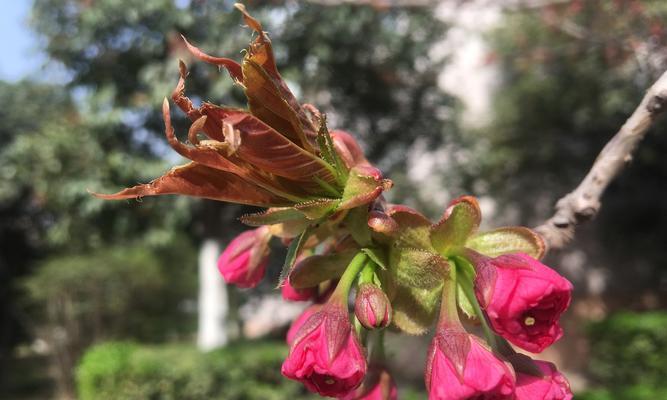红叶樱花的花语是什么？如何理解红叶樱花的含义？