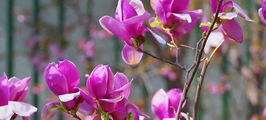 红玉兰花语是什么？如何正确解读红玉兰的花语含义？