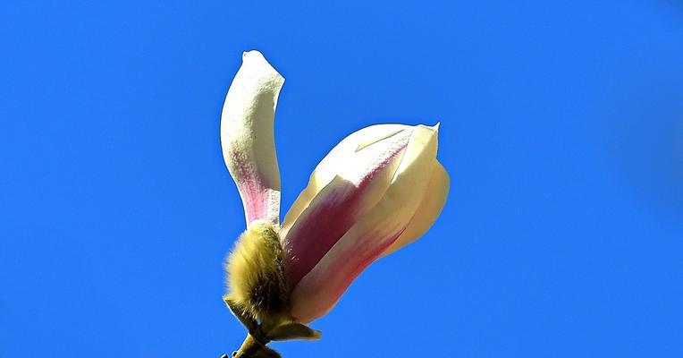 红玉兰花语是什么？如何正确解读红玉兰的花语含义？