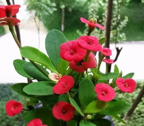 虎刺梅花代表什么？它的象征意义有哪些？