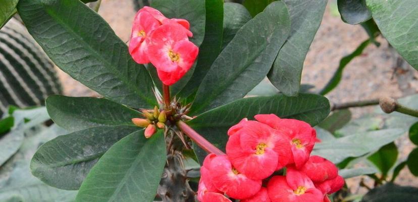 虎刺梅花代表什么？它的象征意义有哪些？