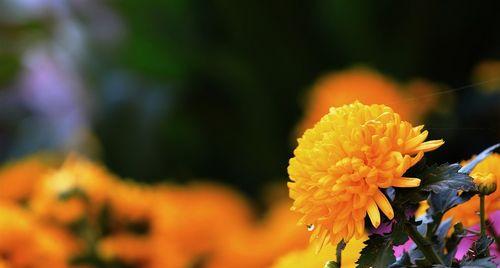 黄菊花的花语是什么？了解黄菊花的象征意义和用途？