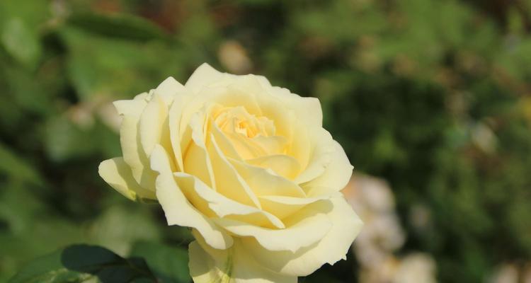 黄色月季代表什么？黄色月季花语有哪些寓意？