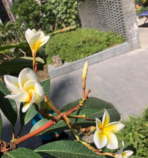 鸡蛋花的花语是什么？了解其独特含义和象征意义