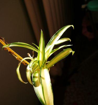 金心吊兰开花寓意是什么？如何养护才能开花？