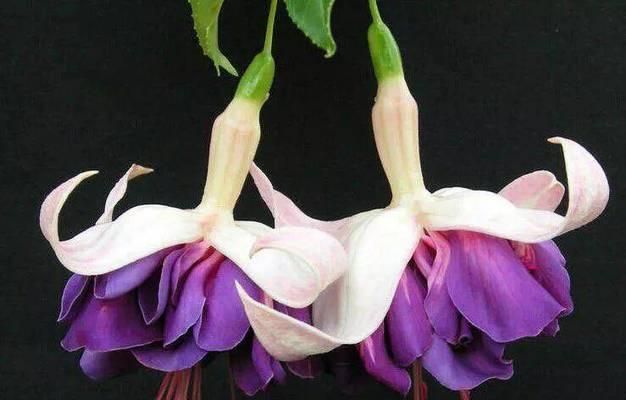 金钟花的花语是什么？如何正确理解金钟花的象征意义？