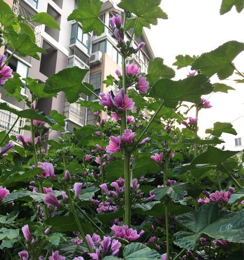 锦葵花的寓意是什么？如何用锦葵花表达情感？