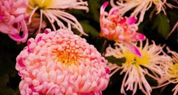 菊花的象征意义是什么？如何理解菊花的文化内涵？