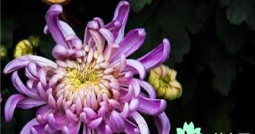 菊花的象征意义是什么？如何理解菊花的文化内涵？
