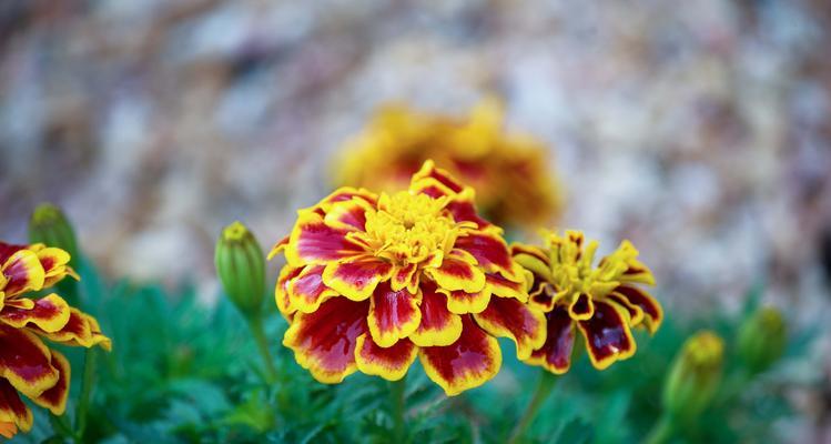 孔雀草的花语是什么？孔雀草的花语有哪些含义？