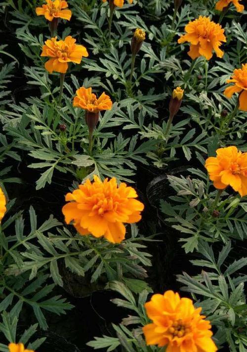 孔雀草的花语是什么？孔雀草的花语有哪些含义？