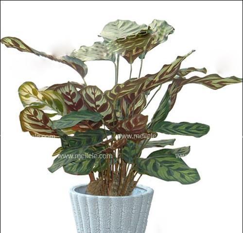 孔雀竹芋花语是什么？了解其独特含义和象征意义