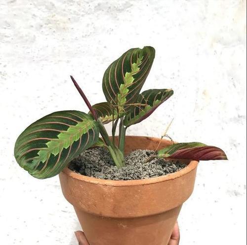 孔雀竹芋花语是什么？了解其独特含义和象征意义