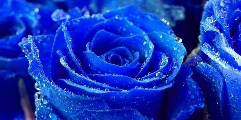 蓝色月季代表什么？它的花语和象征意义有哪些？