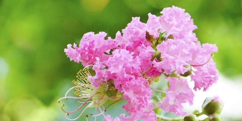 李叶绣线菊花语寓意是什么？绣线菊的花语有哪些含义？
