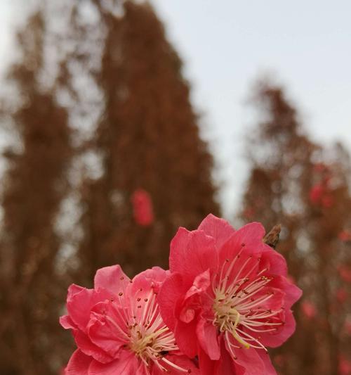 落羽杉象征着什么？落羽杉的寓意有哪些常见问题？