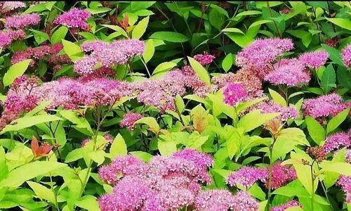 麻叶绣线菊的花语是什么？了解其独特含义和象征意义？