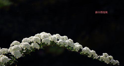 麻叶绣线菊的花语是什么？了解其独特含义和象征意义？