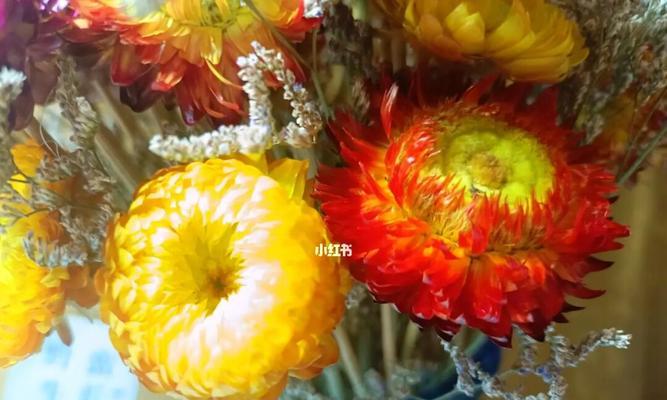 麦秆菊的花语是什么？了解麦秆菊的象征意义和用途？