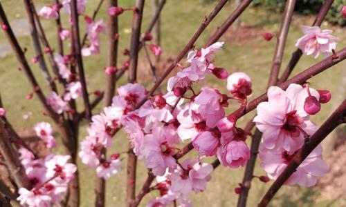 梅花的花语是什么？梅花象征着什么含义？