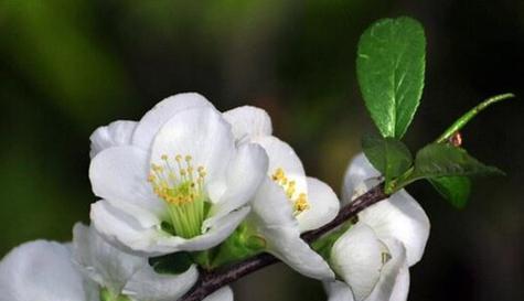 梅花的花语是什么？梅花象征着什么含义？