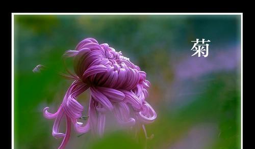 梅兰竹菊的象征意义分别是什么？如何在家居装饰中体现？