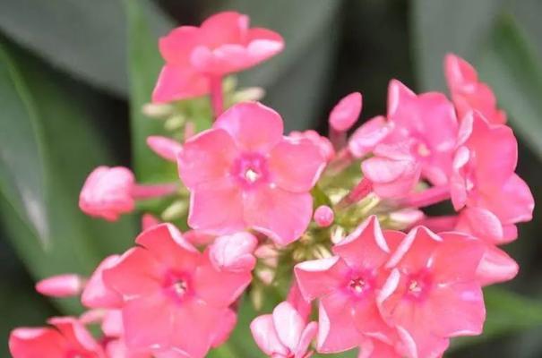 美女樱的花语是什么？了解樱花的深层含义！