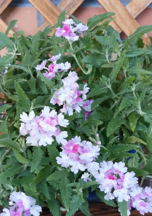 美女樱的花语是什么？了解樱花的深层含义！