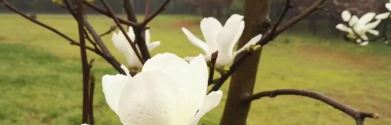 木兰花的花语是什么？如何用木兰花表达爱意？