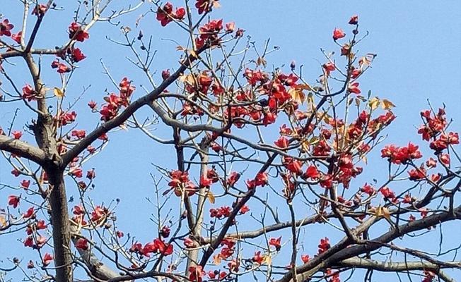 木棉的花语是什么？木棉象征着什么含义？
