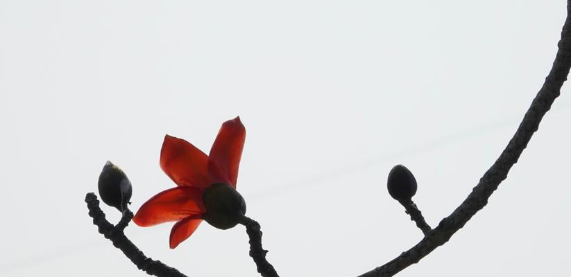 木棉的花语是什么？木棉象征着什么含义？