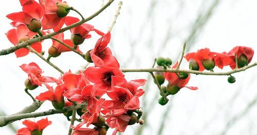 木棉花象征着什么精神？木棉花的寓意和象征意义是什么？