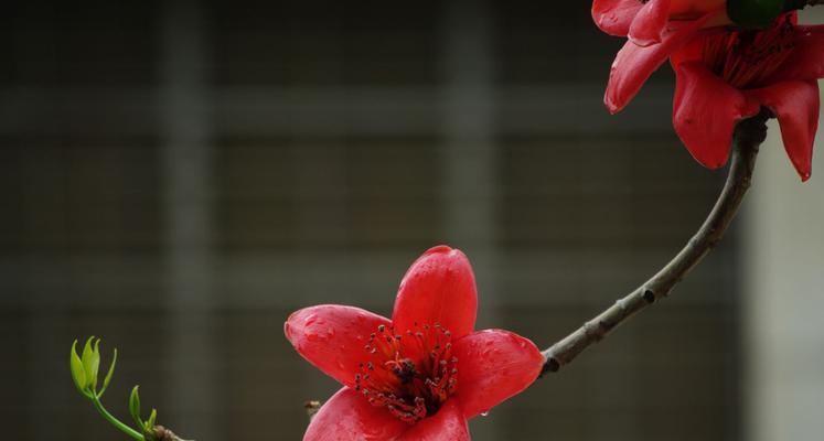 木棉花象征着什么精神？木棉花的寓意和象征意义是什么？