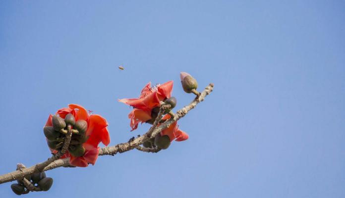 木棉花象征着什么精神？木棉花的寓意和象征意义是什么？