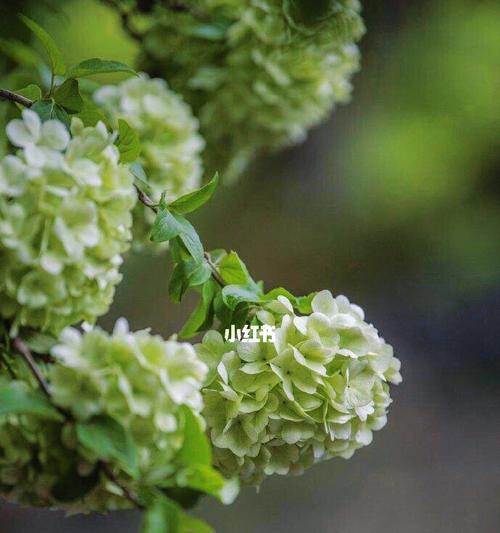 木绣球的花语是什么？如何正确解读木绣球的象征意义？